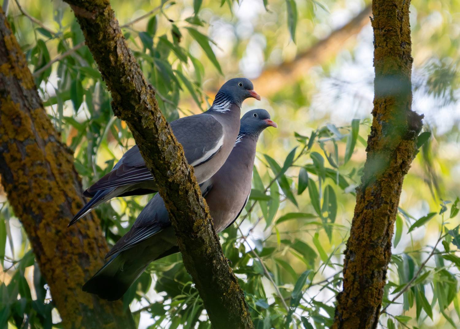 вяхири, витютени, лесной голуби, Юрий Андреев