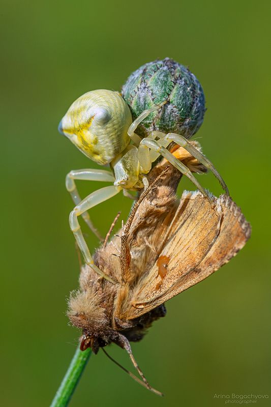 *** фото превью