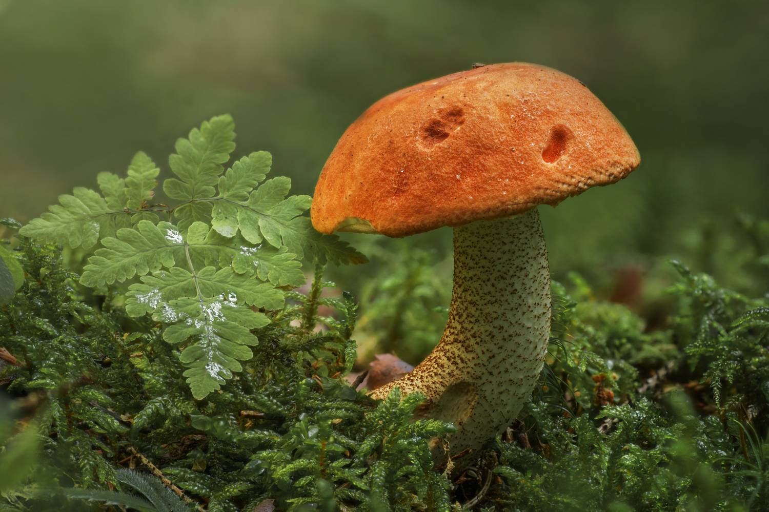 , Максим Вышарь