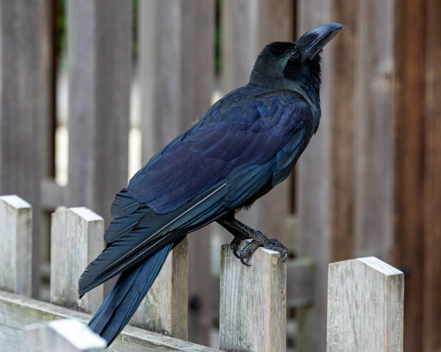 , Калинин Игорь