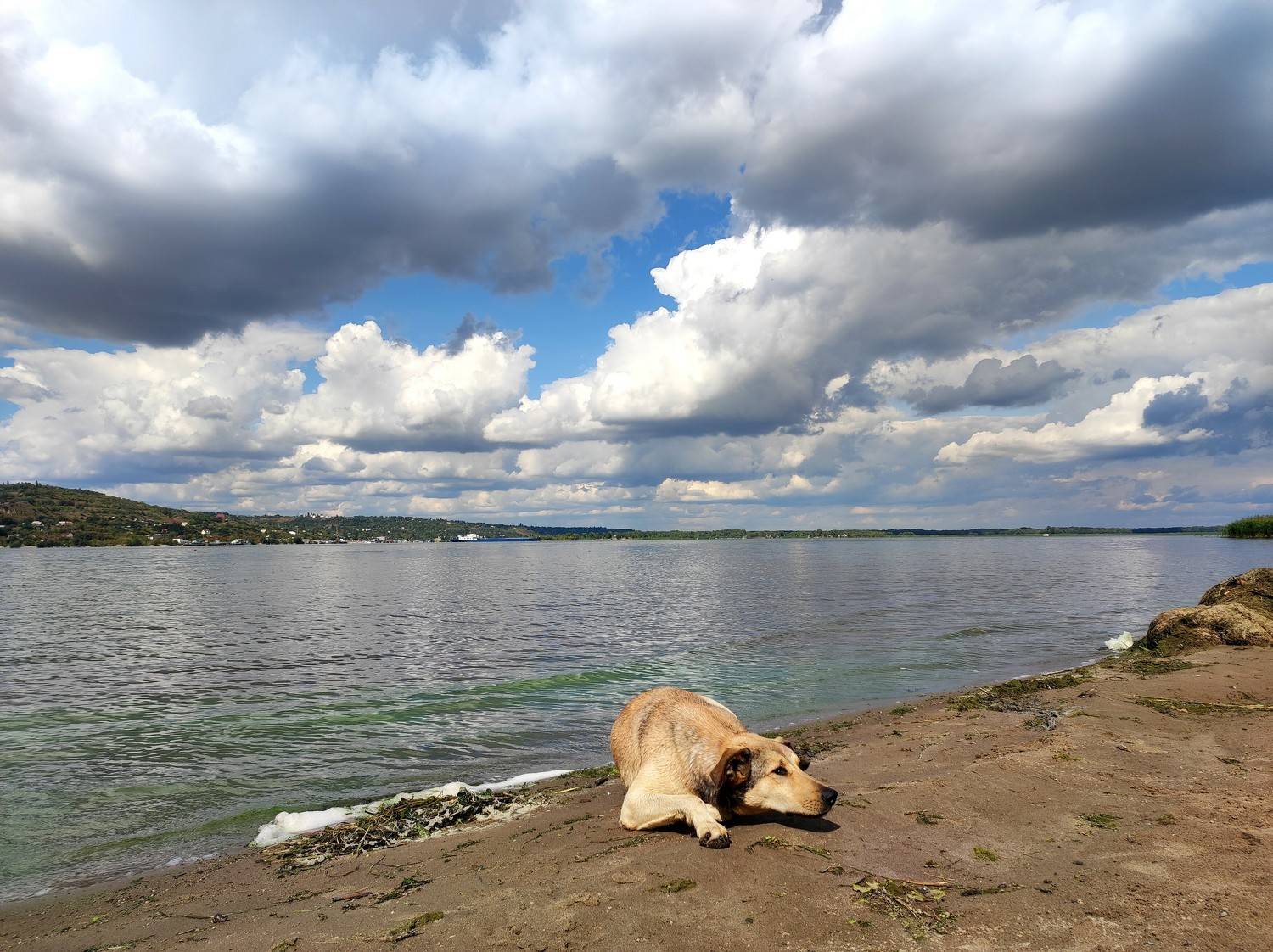 dog, clouds, nature, sun day, beautiful day, Karina Yakovleva