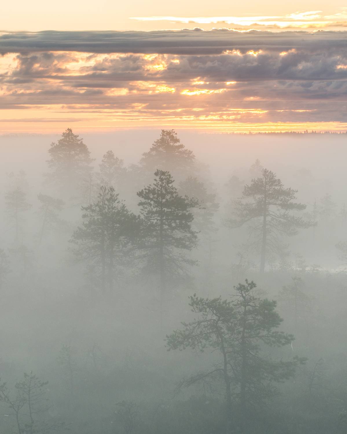 #eesti, #estonia, #visitestonia, #visiteesti, #harjumaa, #visitharju, #visitharjumaa, #sunrise, #sunrisephotography, #sunrise_sunset_photogroup, #sunrise_and_sunsets, #beautifuldestinations, #beautifulsunrise, #foggysunrise, #goldensunrise, #sunriseofthed, Nikolai Mordan