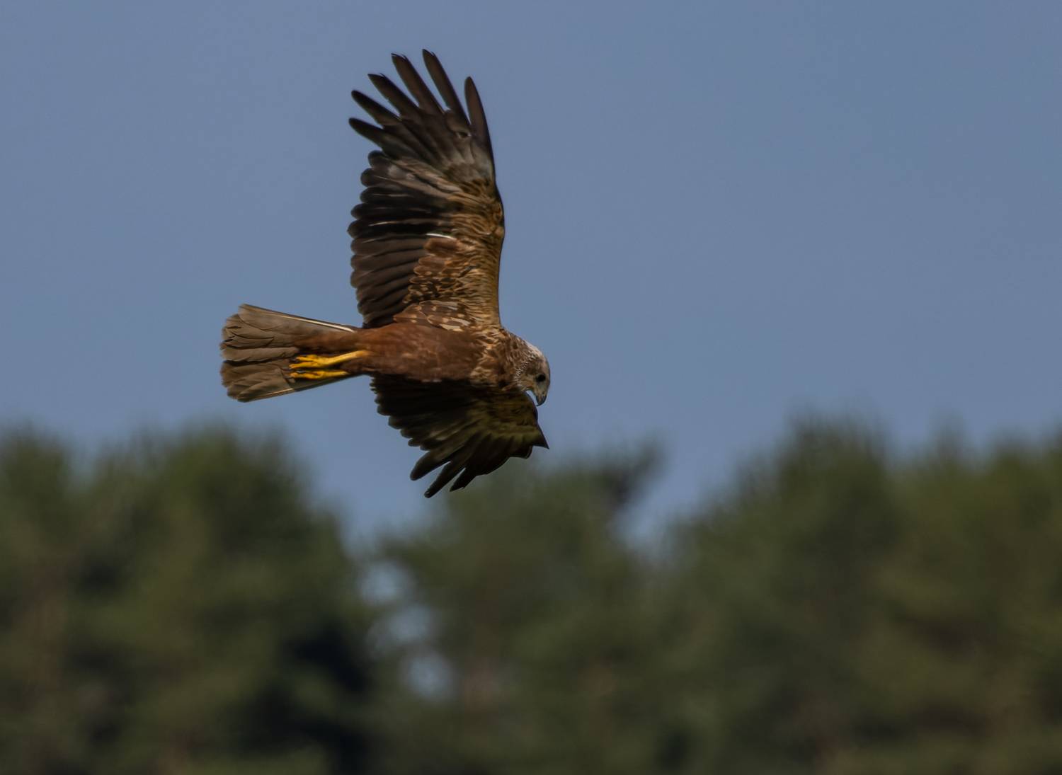 , Светлана Холодняк
