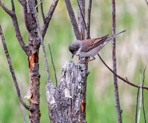 любопытная кроха..