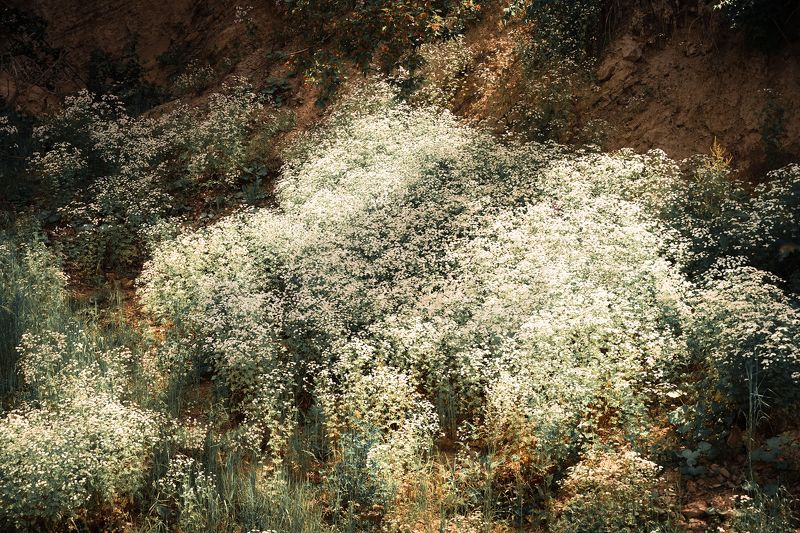 Летний дым фото превью