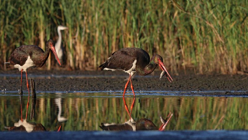 чёрный аист, аист, ciconia nigra, black stork, stork На рыбалке фото превью