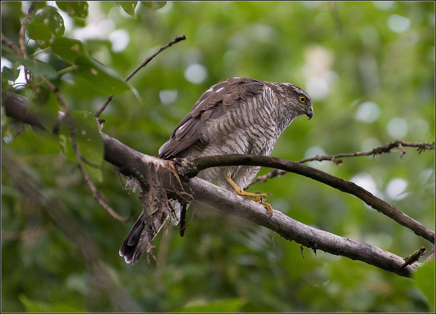 москва, лето, парк, ястреб, АНАТОЛИЙ ДОВЫДЕНКО