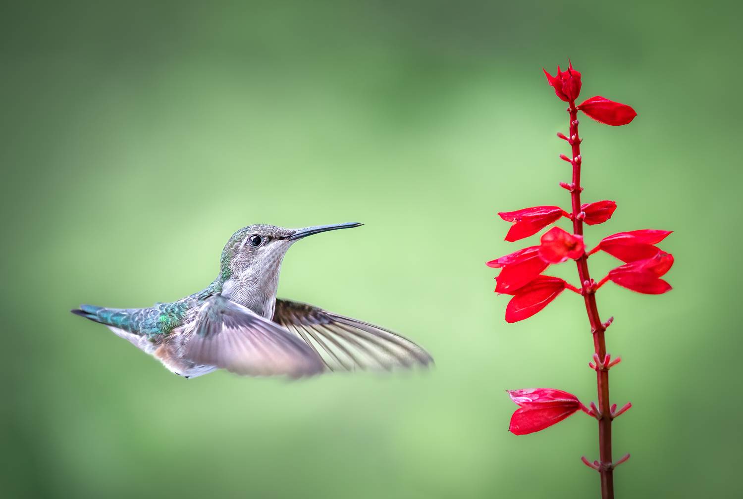 bird, humming, hummingbird, hummingbirds, hummer, rufous, nature, animals, wild, action, dynamic, Atul Saluja
