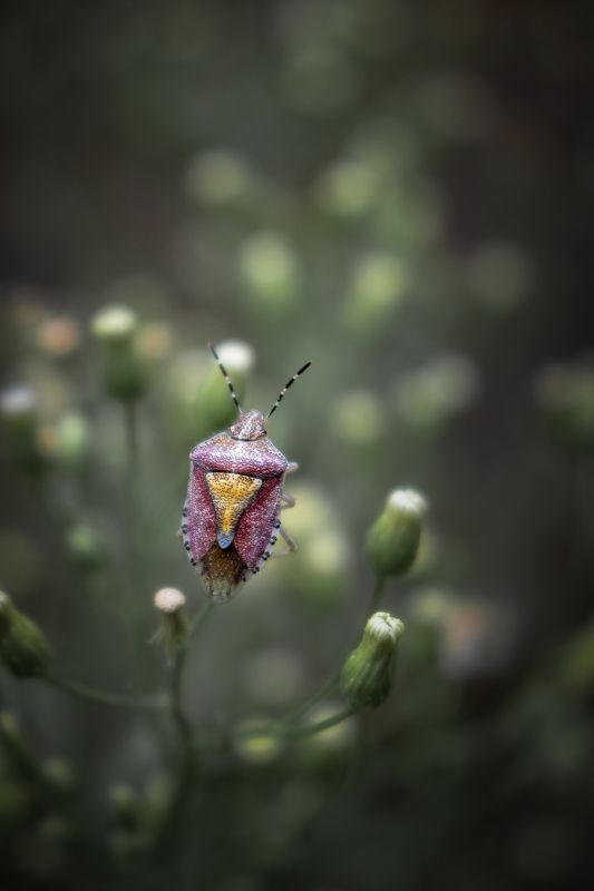 Щитник ягодный... фото превью