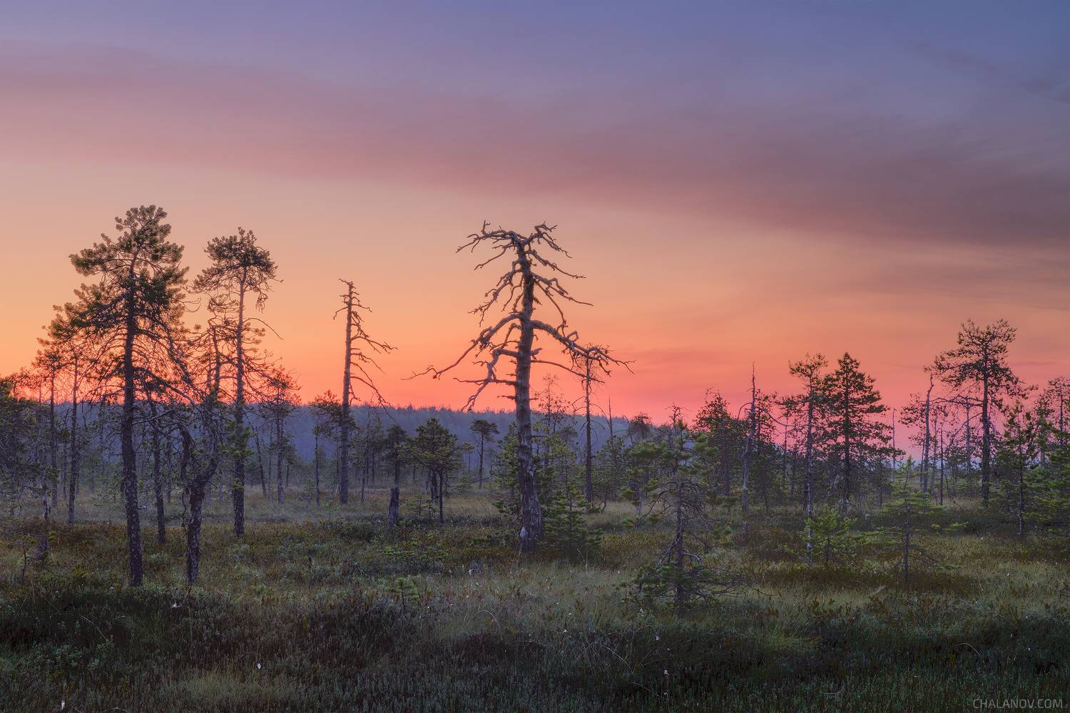 пейзаж, рассвет, сосны, болото, север, landscape, sunrise, swamp, north, pines, Чаланов Иван