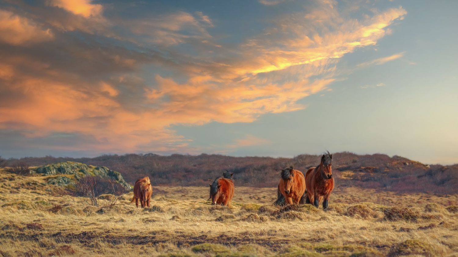 , Шварцман Евгений