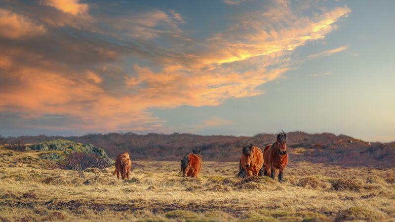 Кони фото превью