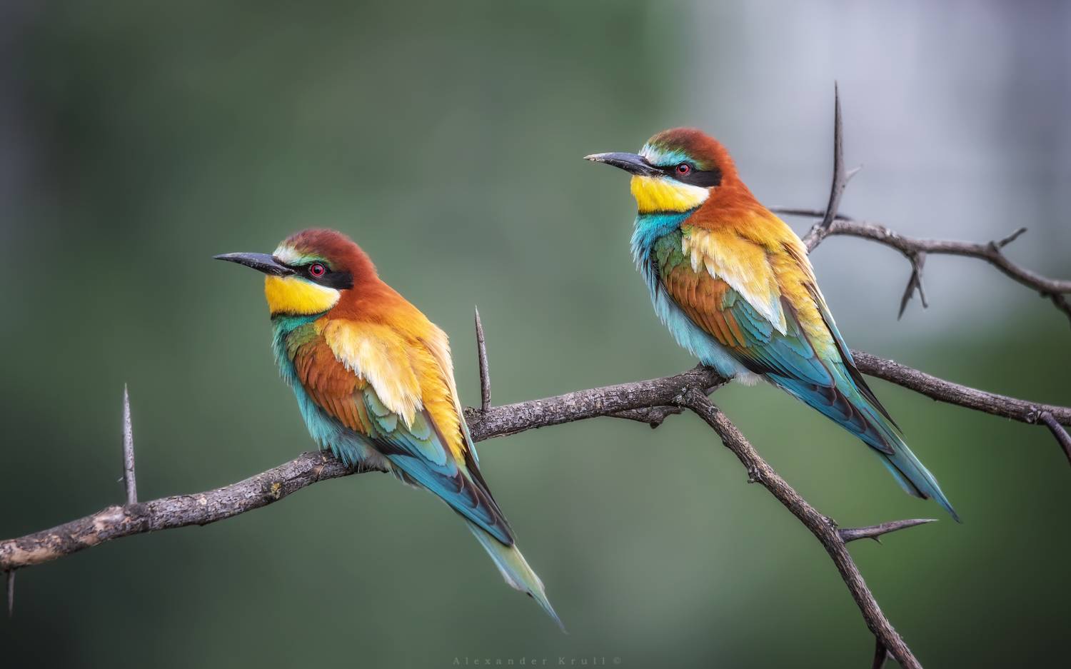 щурка, золотистая щурка, пчелоедка, merop apiaster, Круль Александр