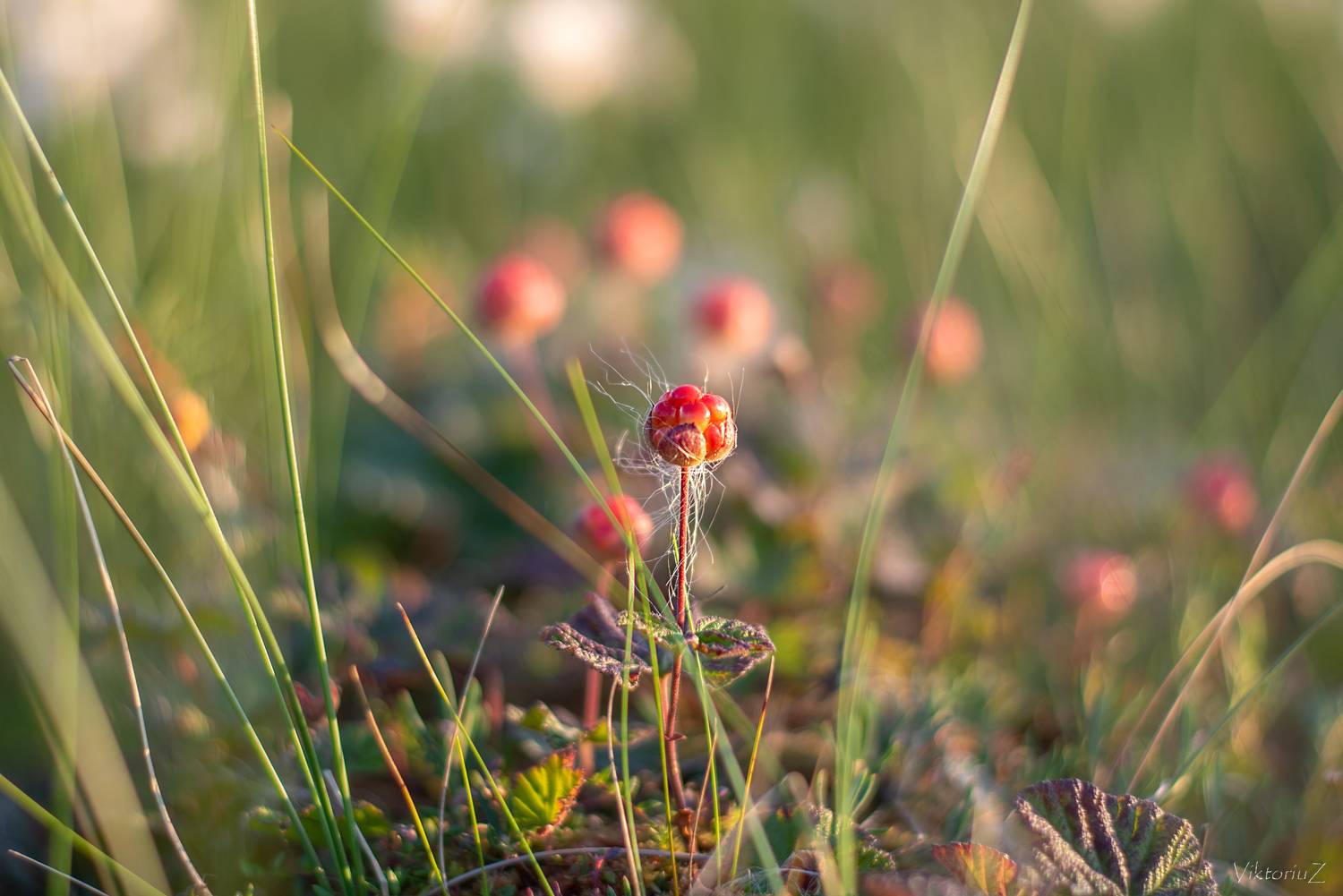 морошка, тундра, ягода, Куликов Виктор