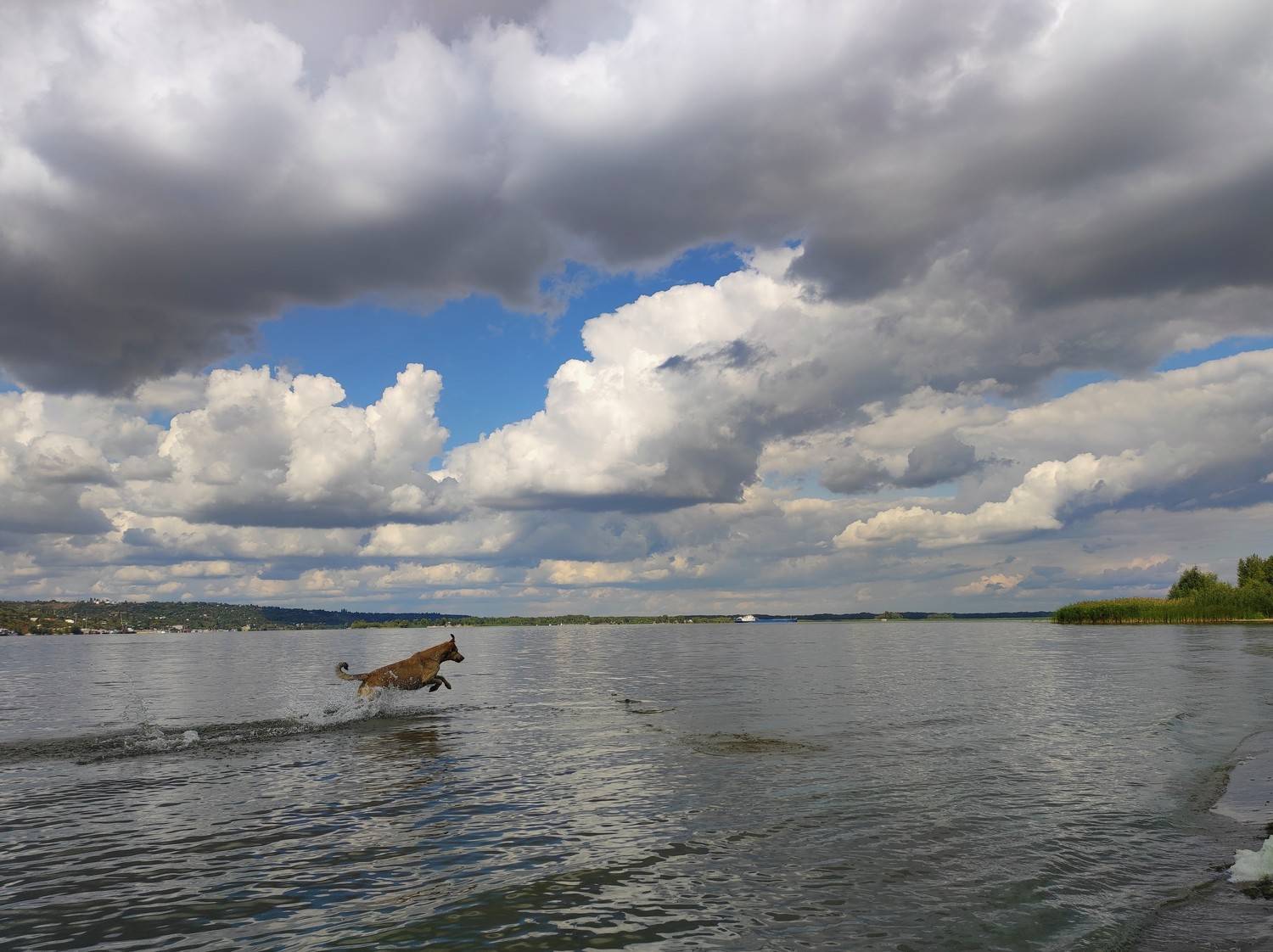 dog, clouds, beautiful day, sun day, play, Karina Yakovleva