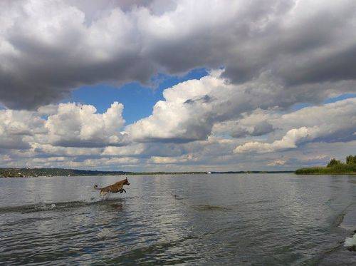 Dog and clouds 2