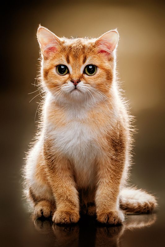 кошка, животное, рыжий *** фото превью