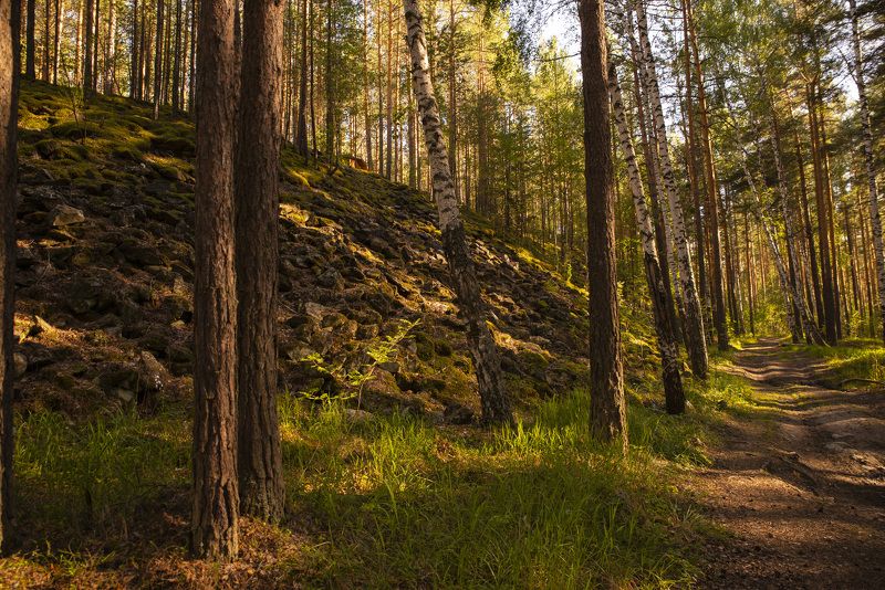 Возле Талькового Камня,лес. фото превью
