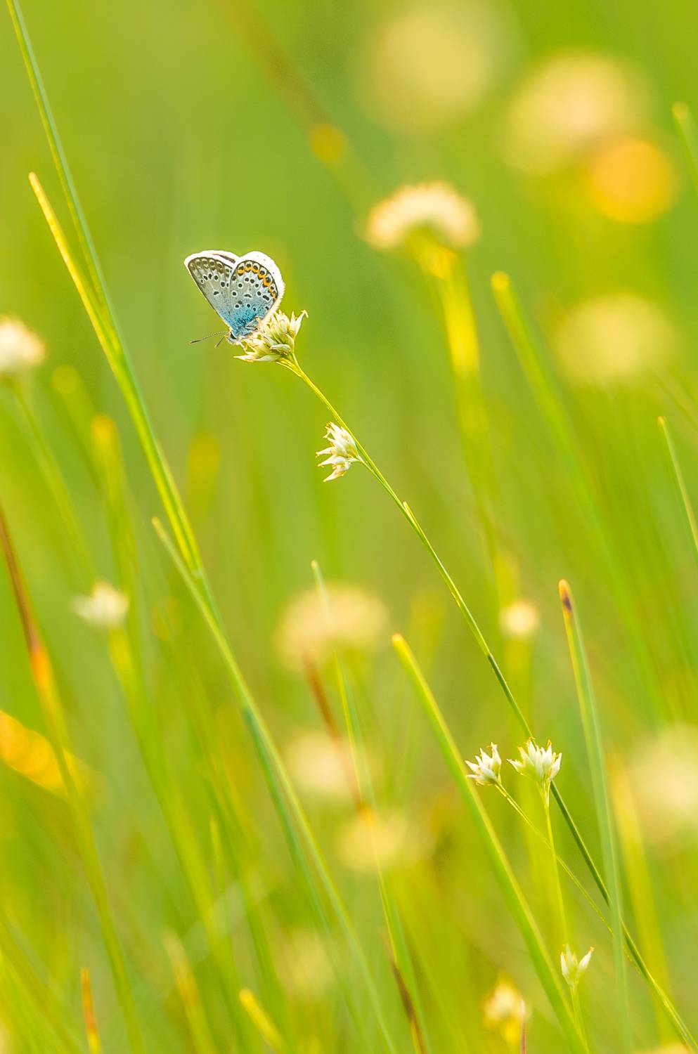 #estonia, #eesti, #estoniannature, #eestirabad, #estonian_nature_photos, #bog, #raba, #terviserajad, #nature_of_estonia, #closeup, #butterfly, #greenscene, #greenscenery, #beautifulbutterfly, #beautifulbutterflies, #goldenhour, #goldenhourphotography, #gr, Nikolai Mordan