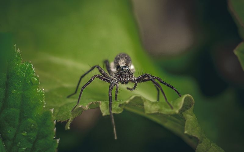 ... фото превью