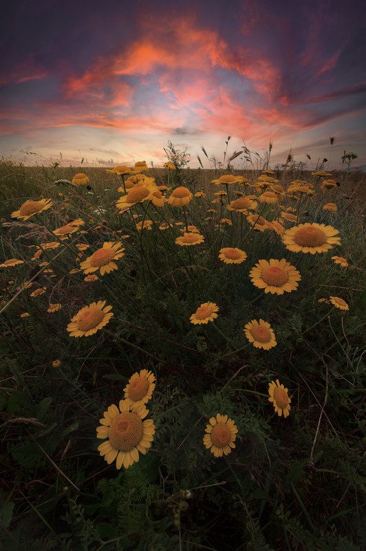 Summer sunset фото превью