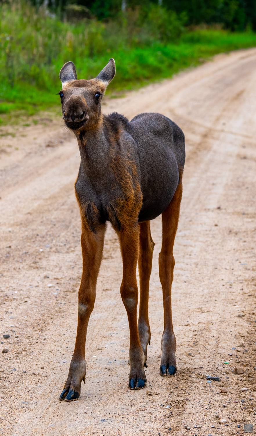 , Ковалев Дмитрий