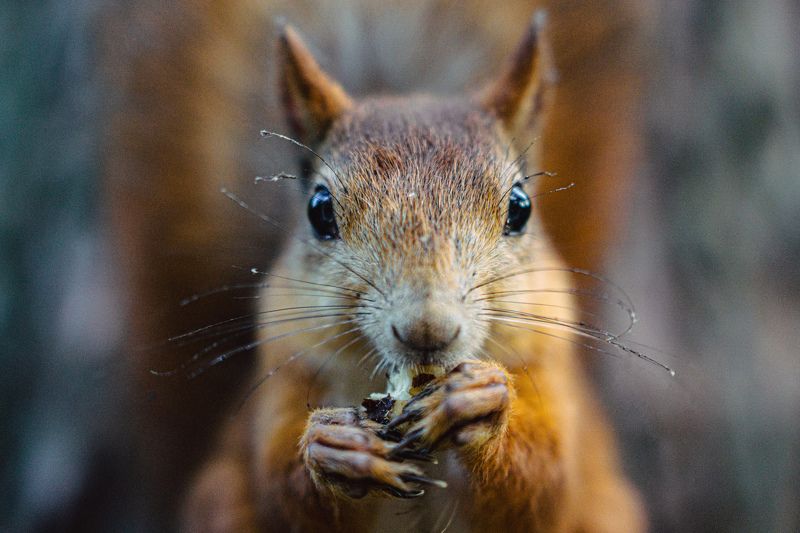 Белка фото превью