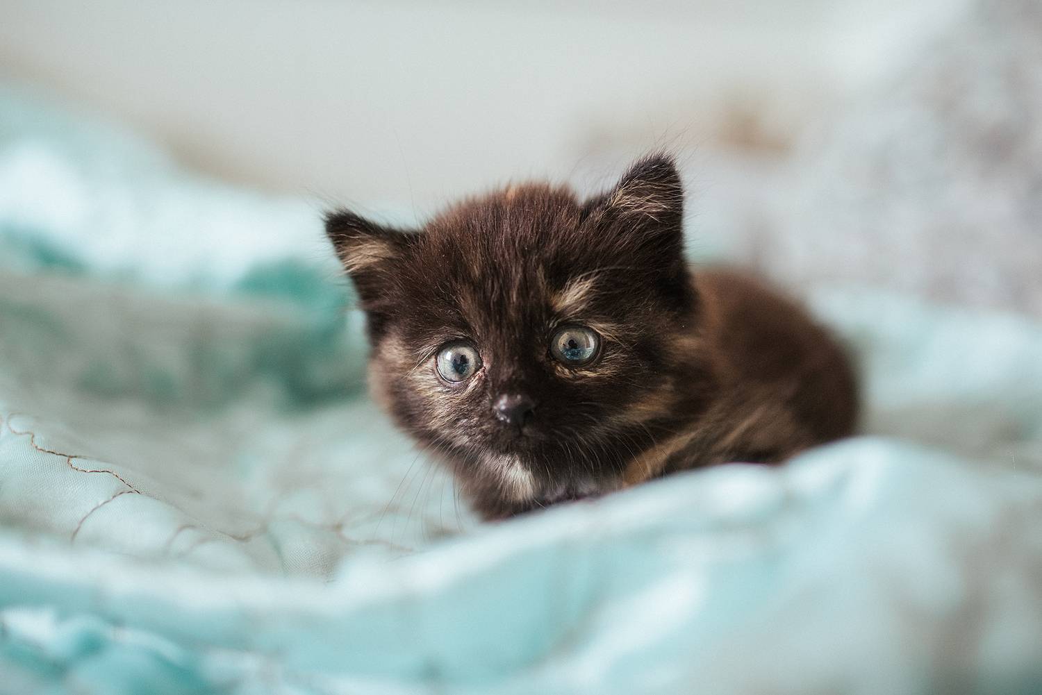 , Дзюба Нелли