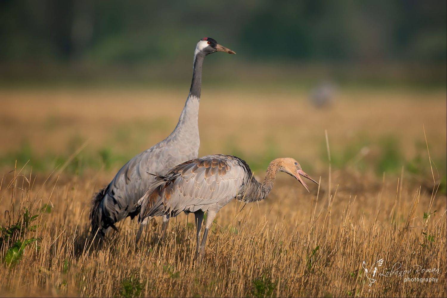 , Лобанов Роман