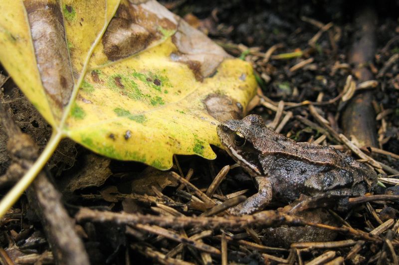 Травяная лягушка (Rana temporaria). фото превью