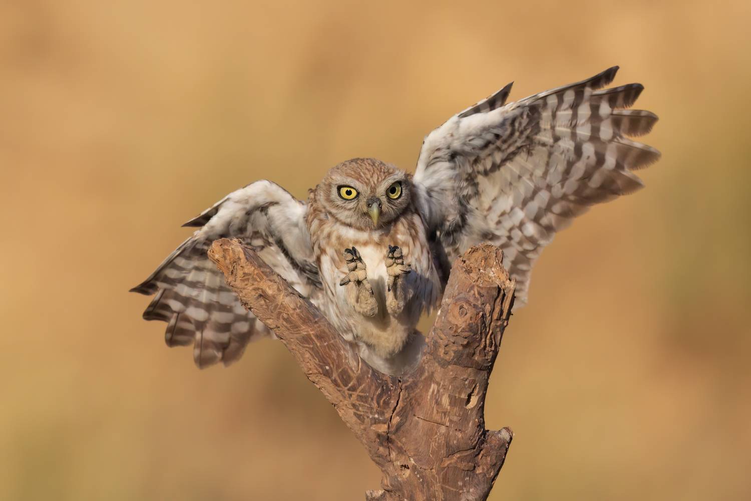 , Фруман Евгений