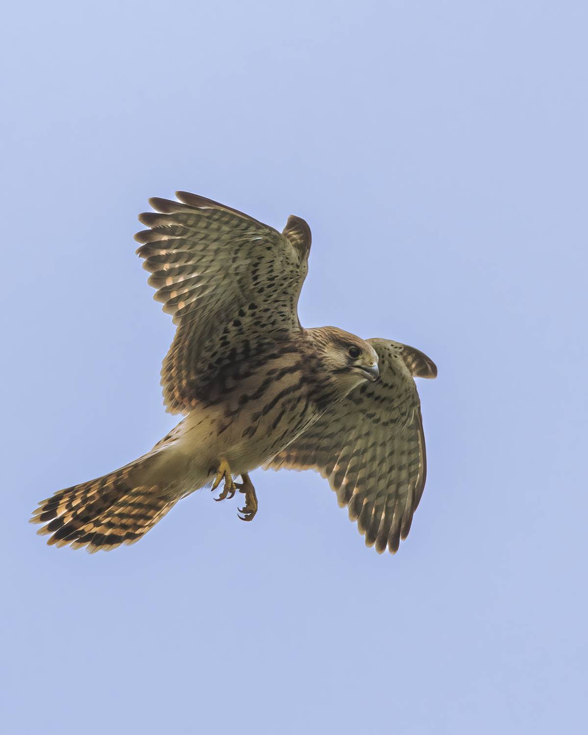 пустельга, Пронин Денис