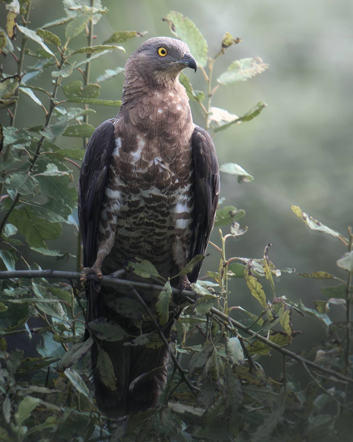 , Поляков Михаил
