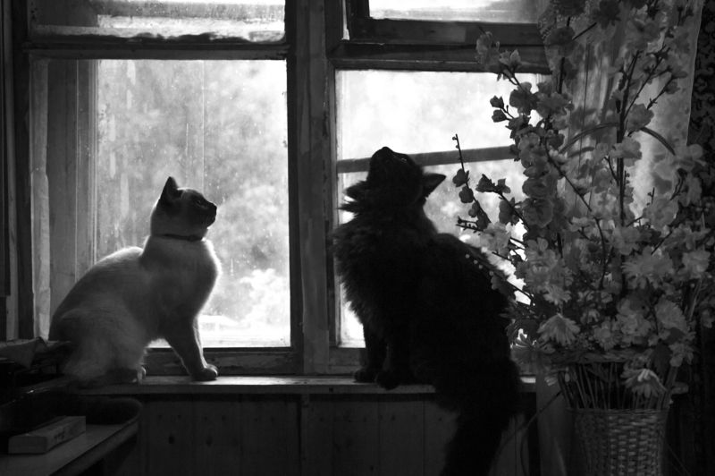 Коты фото превью