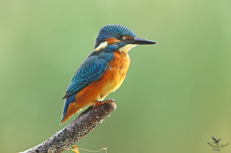 зимородок В ожидании фото превью