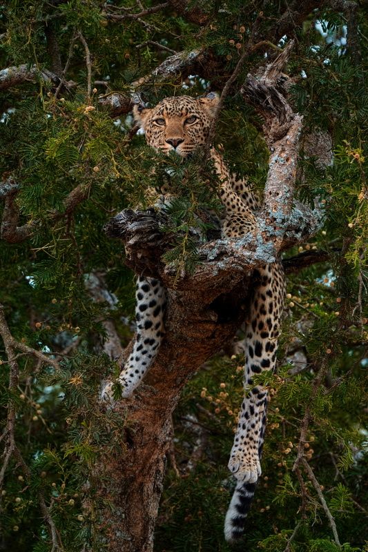 портфолио фото превью