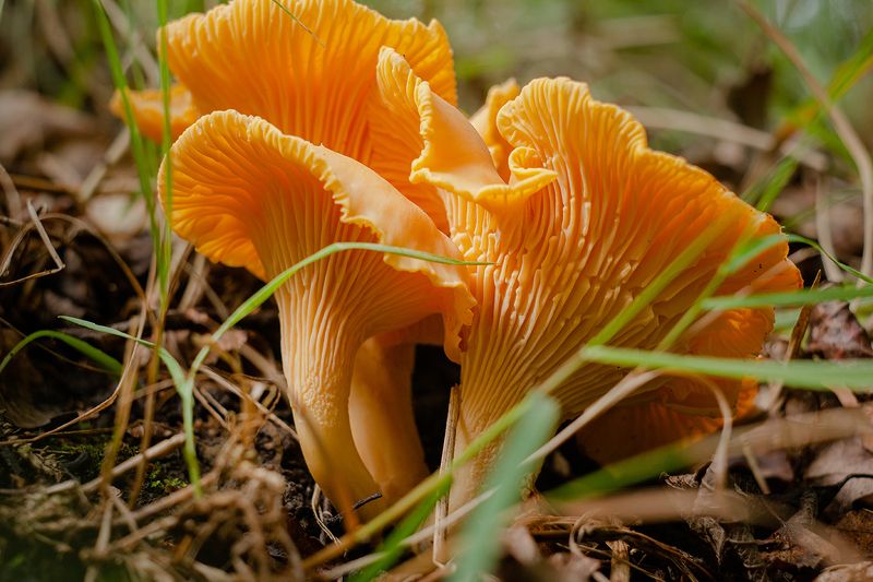 грибы, гриб, лисички, тула, тульская область Лисички фото превью