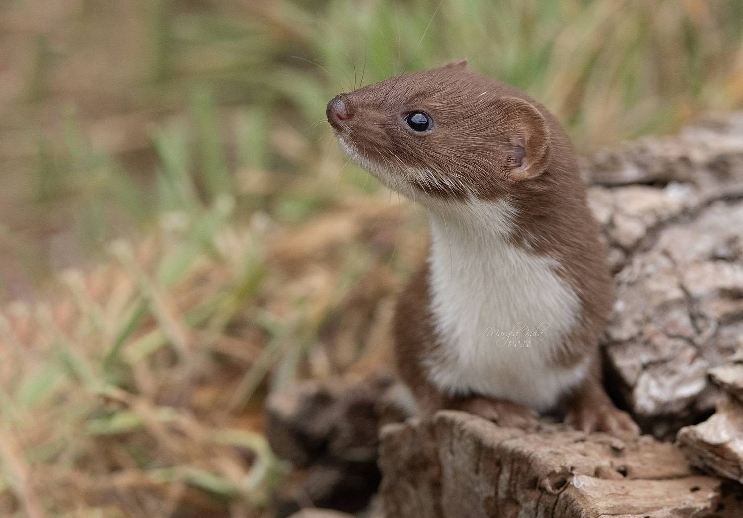 weasel, animals, nature, wildlife, canon, MARIA KULA
