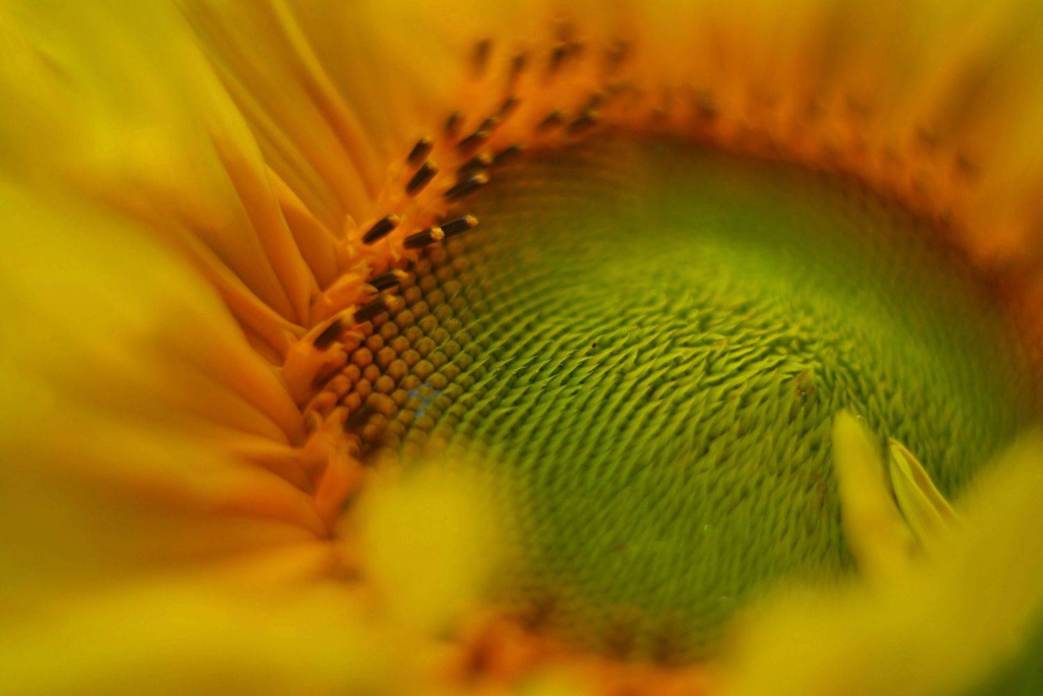 подсолнух, природа, цветы, макро, Наталья Новкис