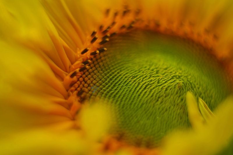 подсолнух, природа, цветы, макро Подсолнух фото превью