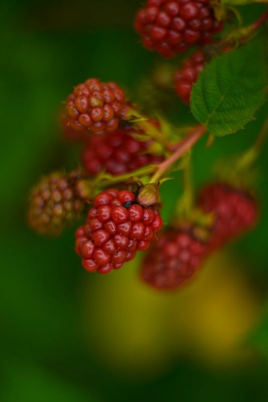 Ежевичка фото превью