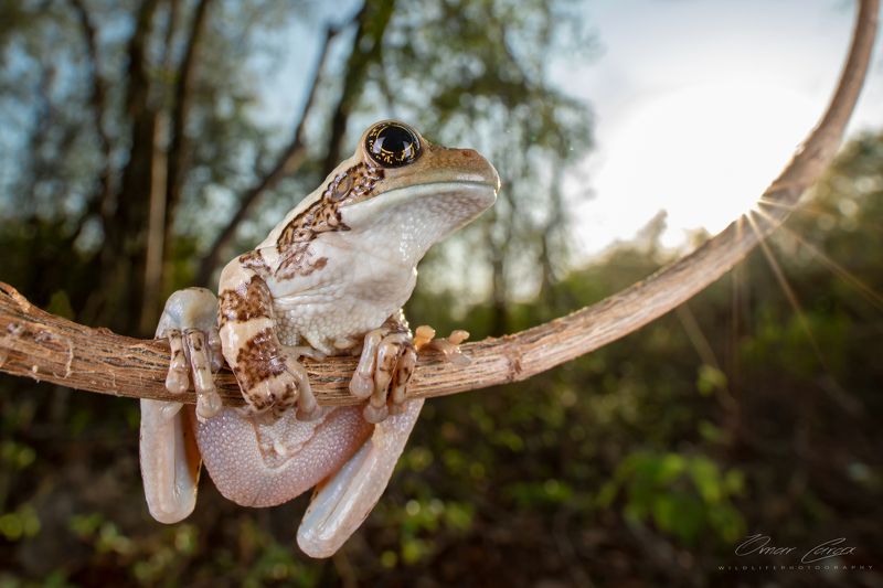 #sun #frog the complicity of the sun фото превью