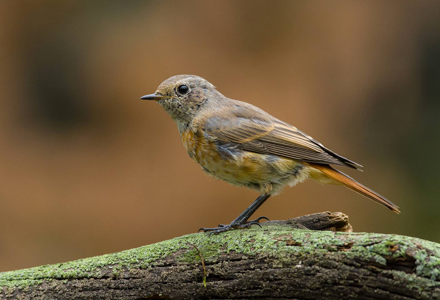 горихвостка,молодая,бор, Иван