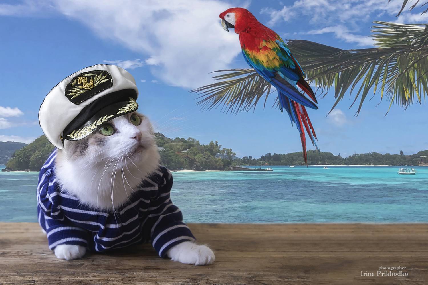 постановочное фото, котопортрет, котики, домашние питомцы, Приходько Ирина