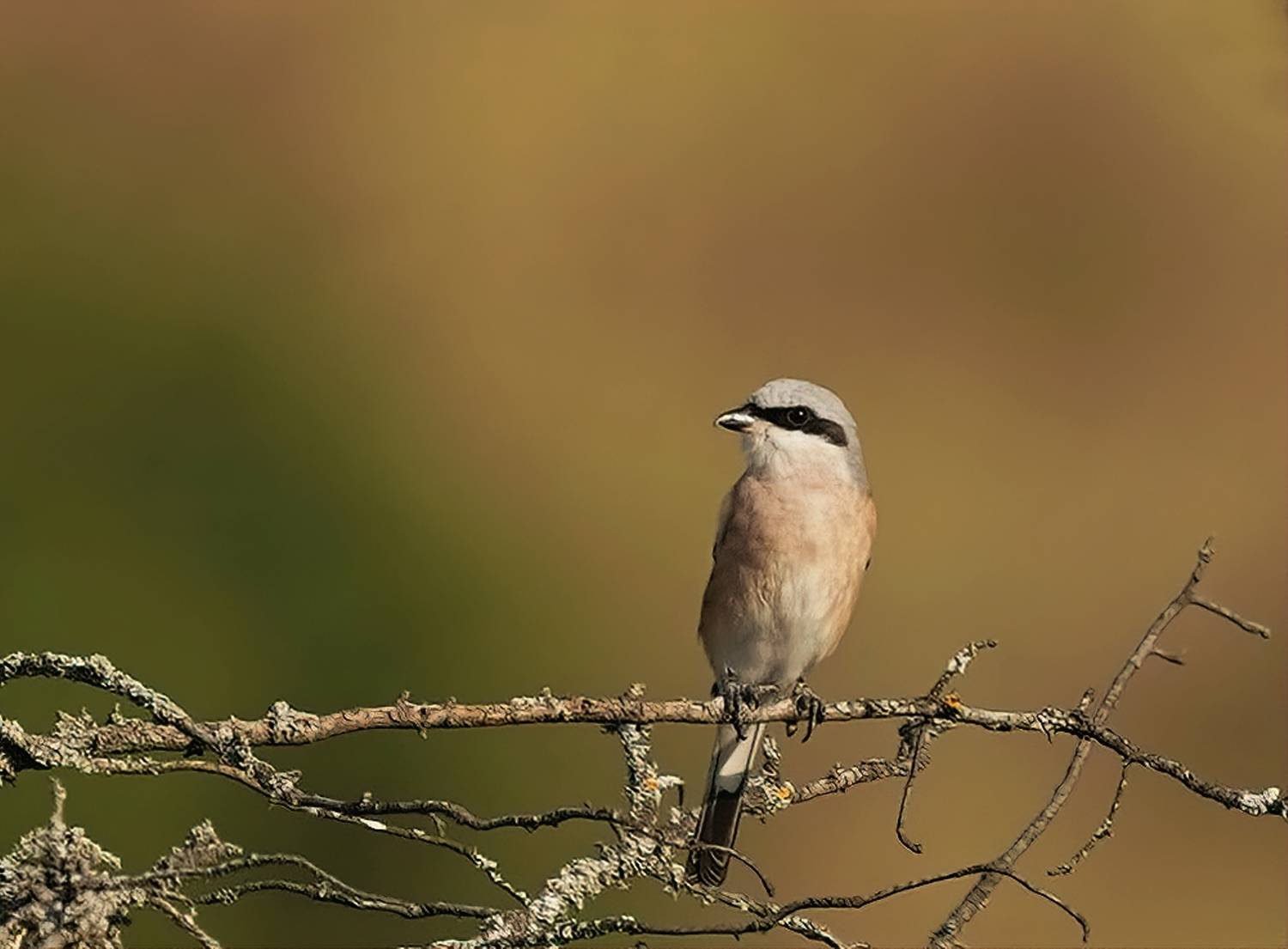 , Красимир Георгиев