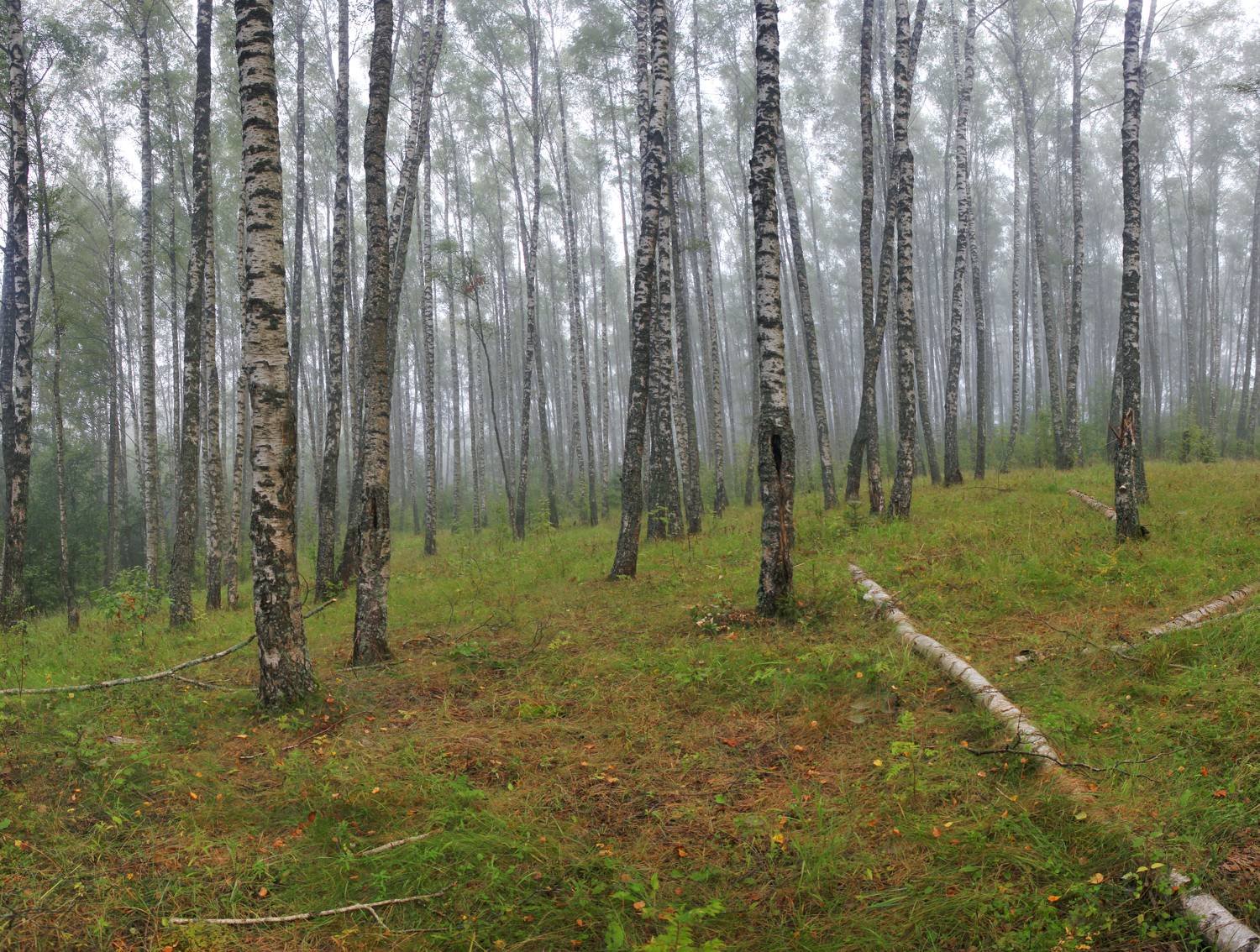 , Александр Свистков