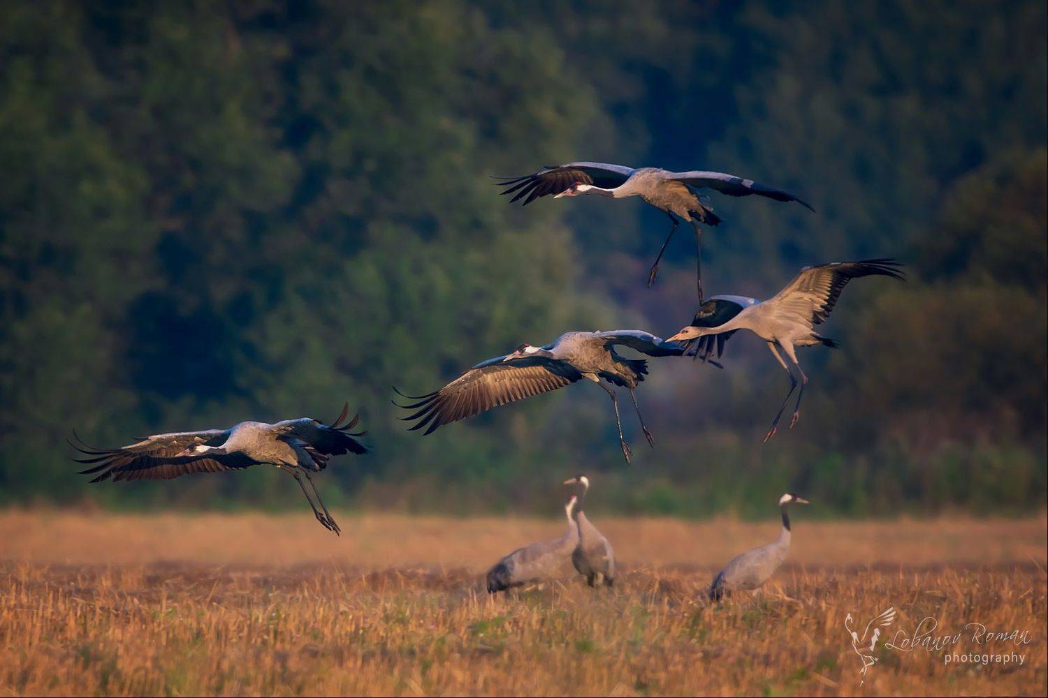 , Лобанов Роман