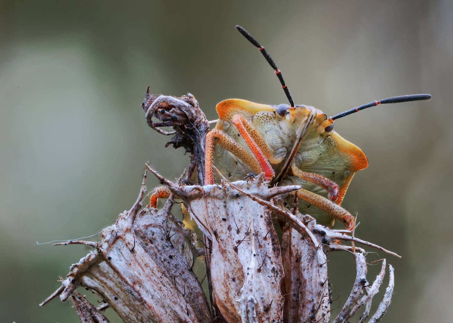 , Кузнецов Дмитрий