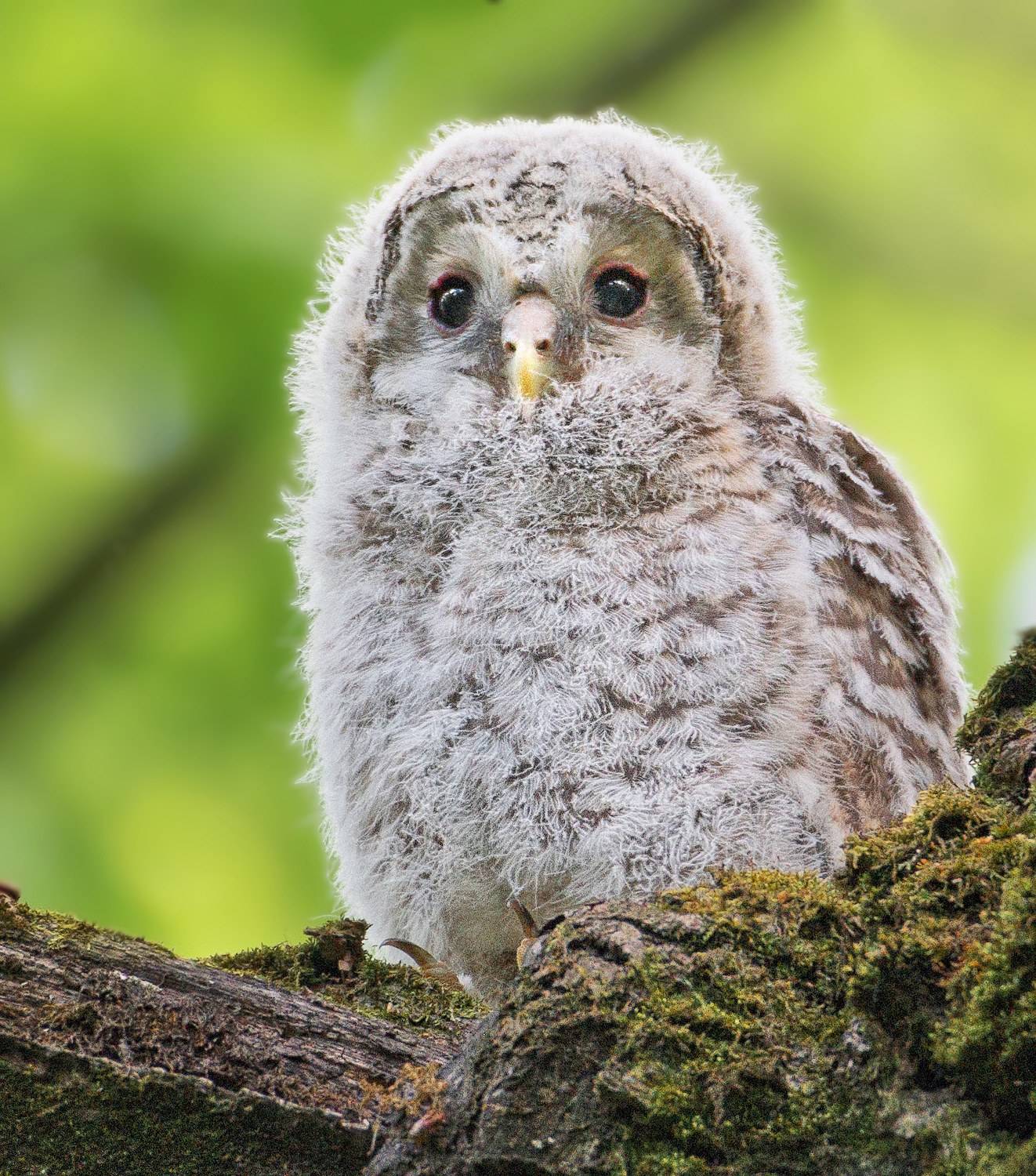 Сова, неясыть , Никон Александр