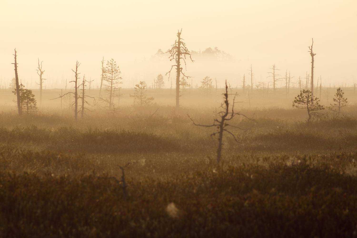 пейзаж, рассвет, сосны, туман, болото, север, landscape, sunrise, swamp, north, pines, fog, Чаланов Иван